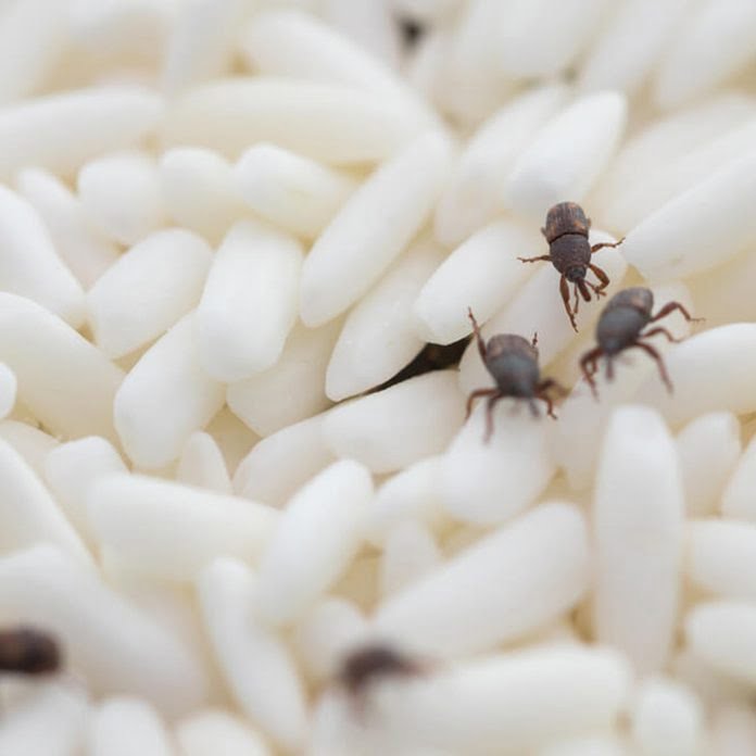 How to Get Rid of Pantry Pests in Your Home